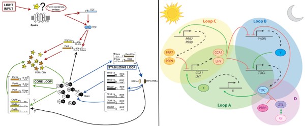 Two illustrations of how the molecular components make up the circadian clock. On the left - in zebrafish. Clock (CLK) and bmal (BMAL) proteins (there are 6 versions) interact to activate (green arrow) transcription of per and cry genes. PER and CRY proteins then interact with CLK and BMAL to repress (green line with flat on top) their activity. Per and cry are also activated by light. On the right - plants. CCA1 and LHY are the CLK and BMAL equivatlents, interacting to activate PRR7 and PRR9 which then repress CCA1 and LHY.