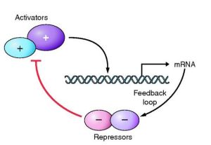 The feedback loop. Proteins join together to activate gene transcription of genes that subsequently repress the original proteins. This feedback generates oscillations of gene expression.