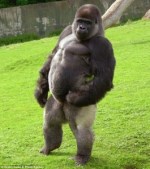 Gorilla walking like a man. CC talkrational.org