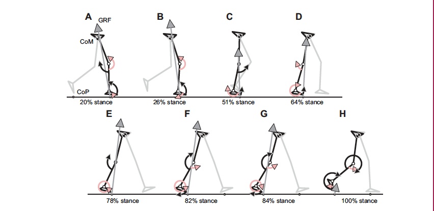 Figure 1 from Lipfert and colleagues' paper
