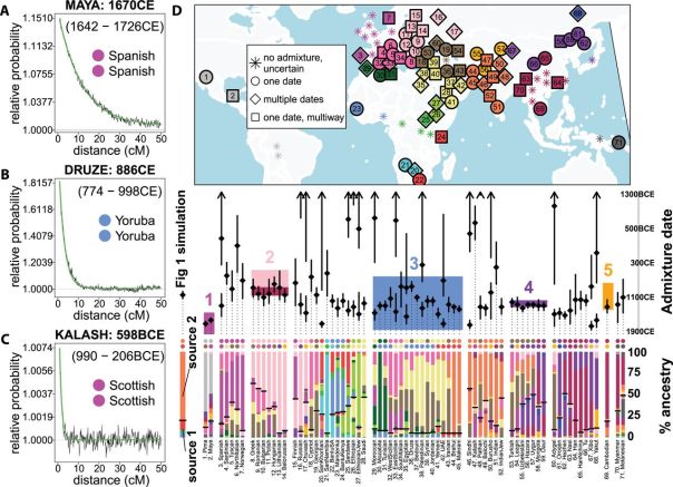 A rather complicated diagram of all the populations in the study. A, B and C show individual populations and how recently they have mixed with the donor population. C shows that the admixture in the Kalash from the Western European population last occured around 598 BCE. D shows the map of populations. Look at the bars at the bottom - they're a colour code that represents shared ancestry. Striking is the amount of fuchsia (their word) (typically Spanish/European 3-7) in the Maya (1) and Inca (2) populations representing European colonisation of the Americas, the yellow that dominates the Middle Eastern populations (35 - 43) but is found in Tuscan (5), Greek (8) and even Ethiopian (26) populations, and the blue/cyan found in Bantu Africans (22-24) and in the Middle East (big blue box numbered "3"), representing the effect of the Arab slave trade. From: Hellenthal et al., 2014, A Genetic Atlas of Human Admixture History, Science.