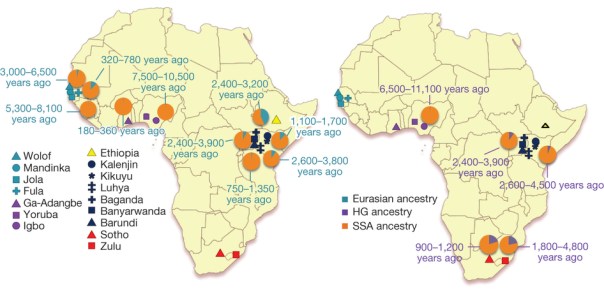 African admixture showing Eurasion (turquoise), hunter gatherer (purple) and sub-Saharan African ancestry in populations accross Africa. Dates show the majority of the admixture in populations for Eurasian ancestry (left) and hunter gatherer ancestry (right). Note how ancient the population is in eastern Nigeria (Igbo and Yoruba) - most recent Eurasian mixture 7,500-10,500 years ago and hunter gatherer mixture 6,500-11,100 years ago. From: Gurdasani et al., 2014, The African Genome Variation Project shapes medical genetics in Africa, Nature.