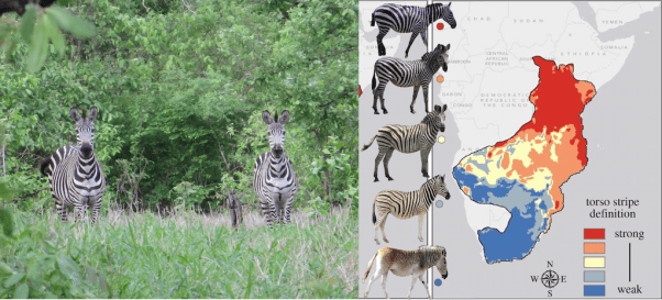 Left: I found these zebras in Majete Wildlife Reserve, Malawi. Right: The map, Figure 2 from Larison et al, shows the distribution of stripe definition in zebras throughout southern Africa. There is a clear range from north to south of strong to weak stripes; the strongly striped zebra from Majete corresponds to the outlying region of red towards the bottom of the map.