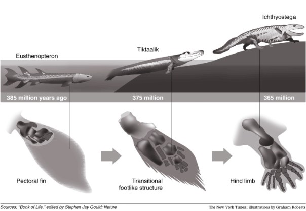 Fins to limbs - Eusthenopteron to Tiktaalik to Ichtyhostega