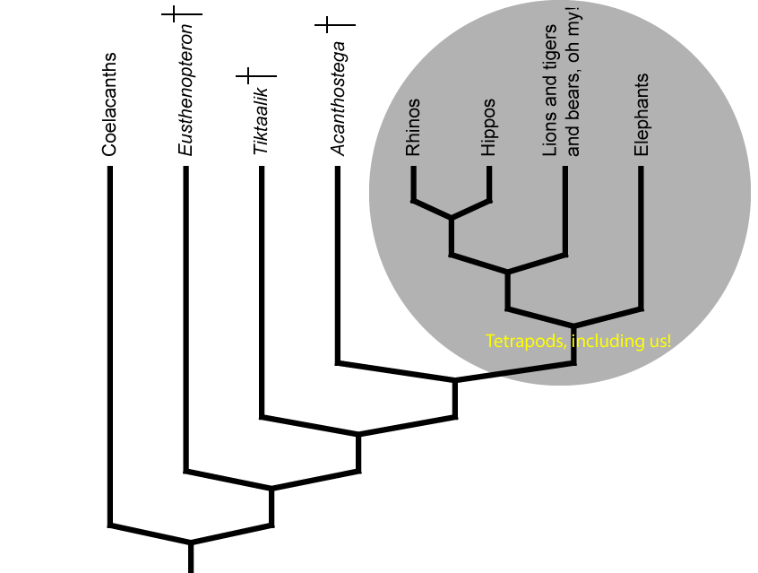The family tree of the sarcopterygians including all the tetrapods. Crosses mean that species is extinct. Coelacanths are our most distant relatives, after them our family tree includes ray-finned fish!