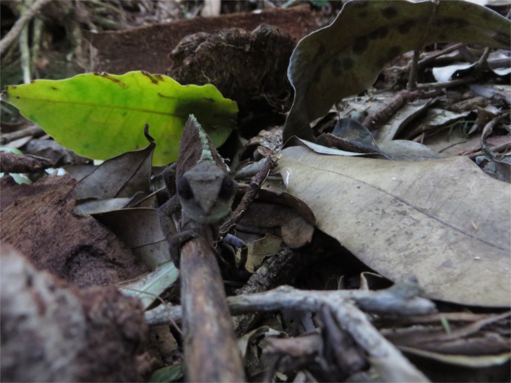 IMG_1220 - pygmy chameleon adjusted
