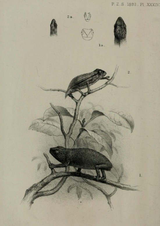 sketch of rhampholeon platyceps
